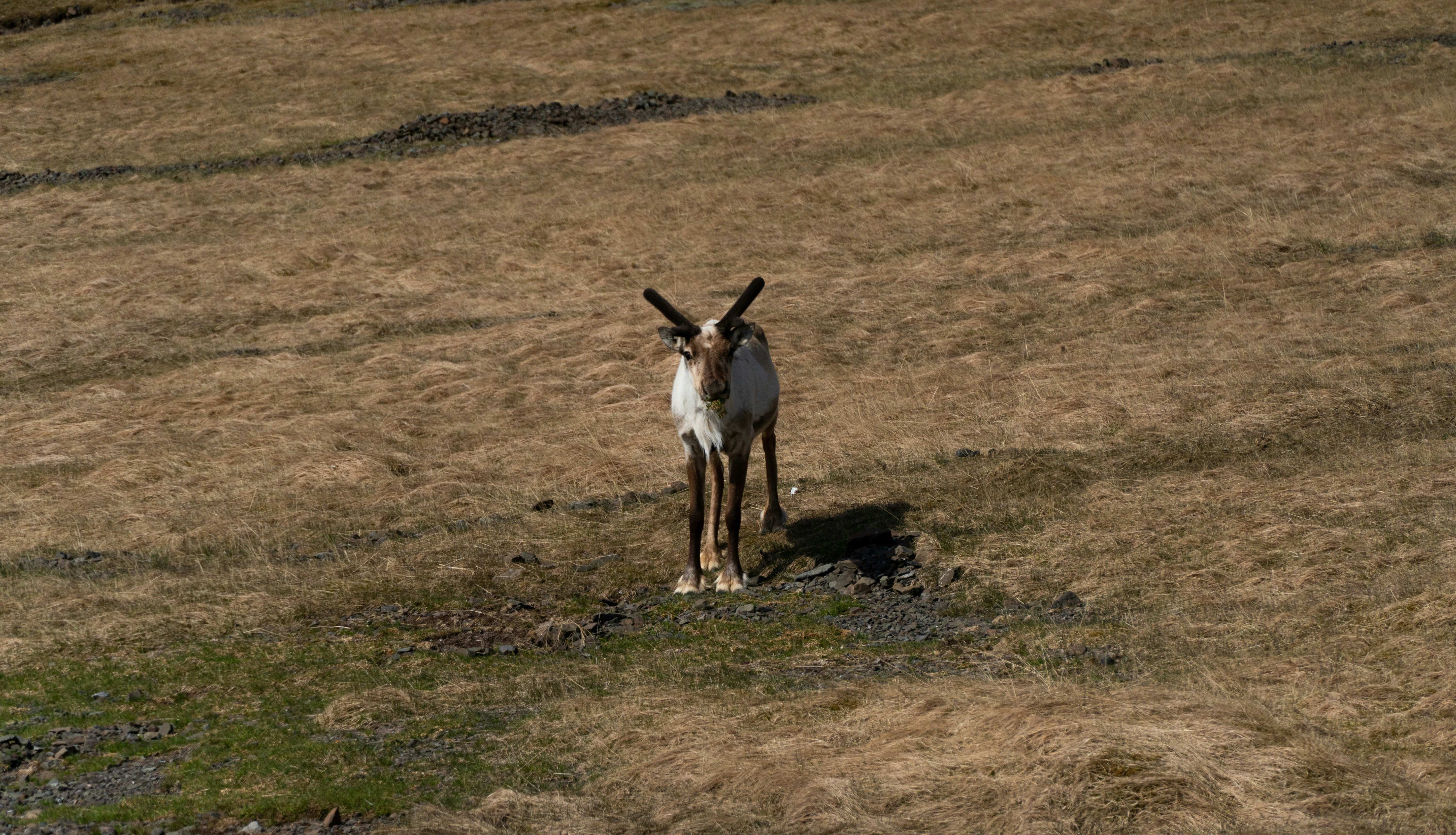 Photo by thierry_biland