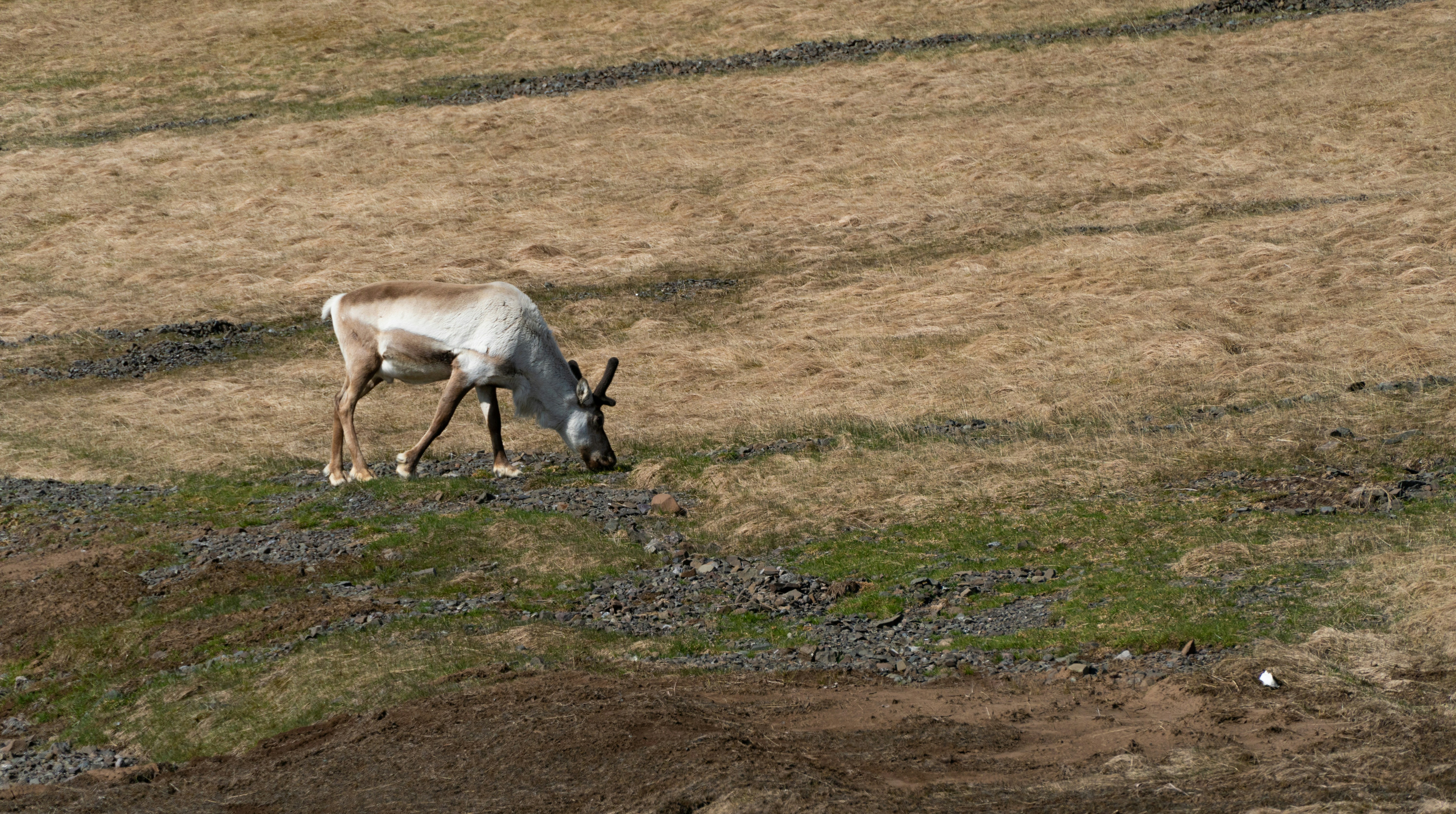 a goat grazing on grass in a field