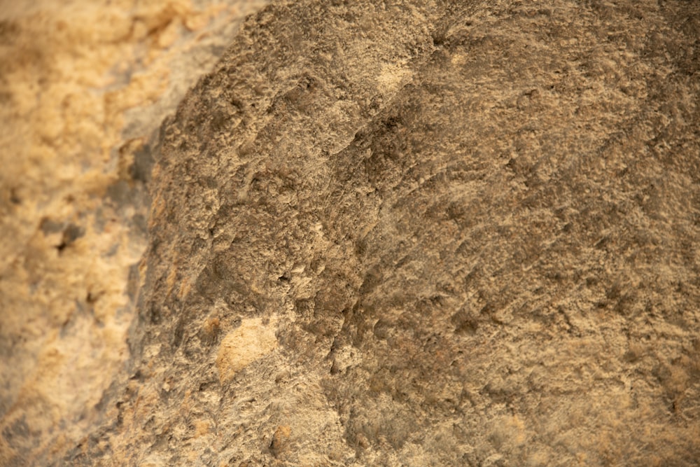 a bird is perched on a rock wall