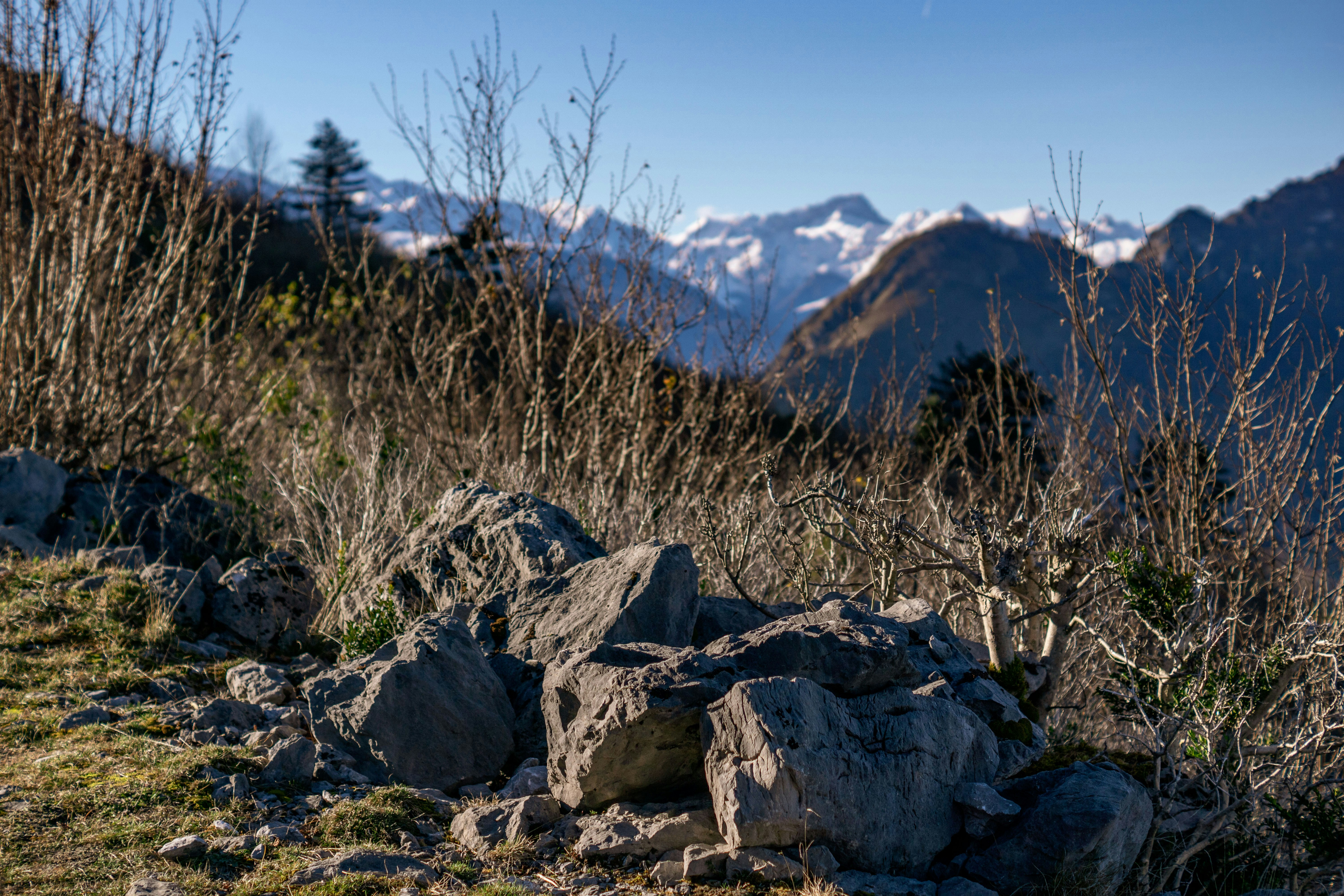 Photo by jbonunsplash