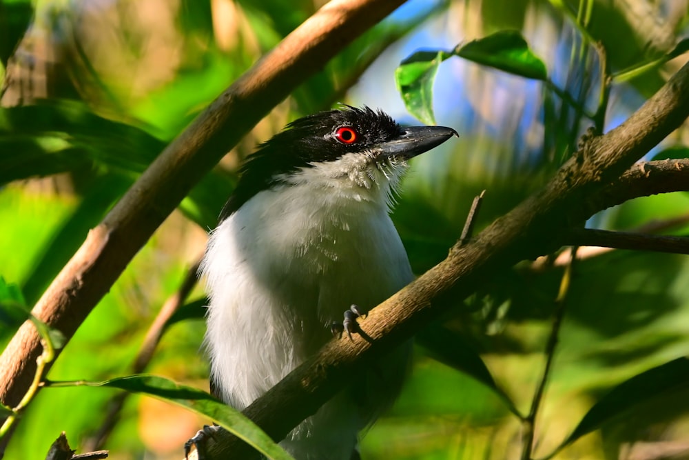 a bird with red eyes sitting on a tree branch