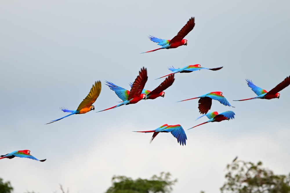 ein Schwarm bunter Vögel, die durch einen bewölkten Himmel fliegen