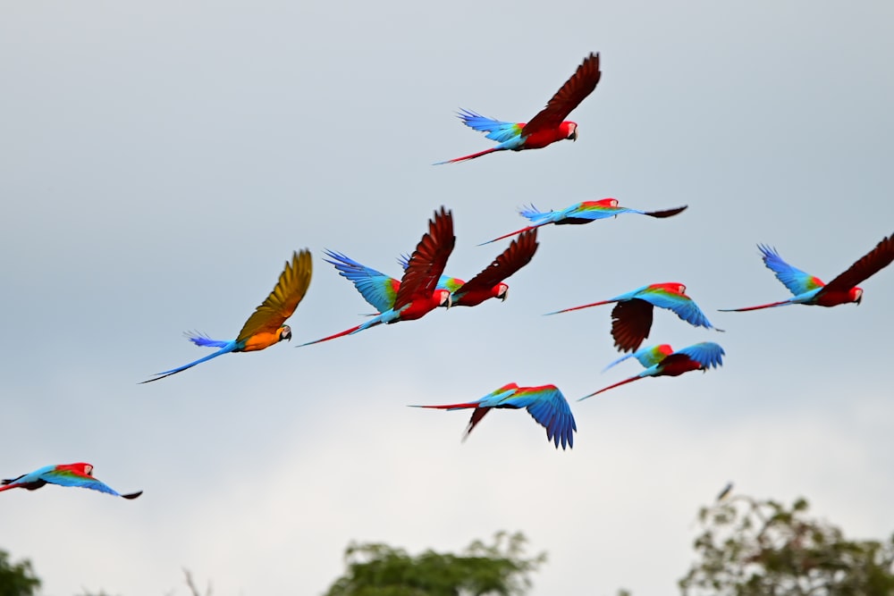 a flock of colorful birds flying through a cloudy sky