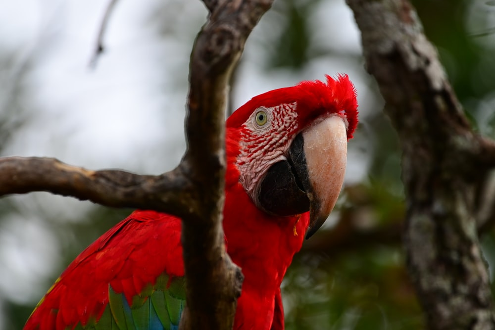 a red and green parrot perched on a tree branch