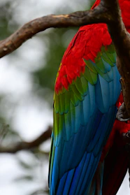 Close-up of a colorful handmade e-collar gently fitted on a parrot perched on a wooden branch.