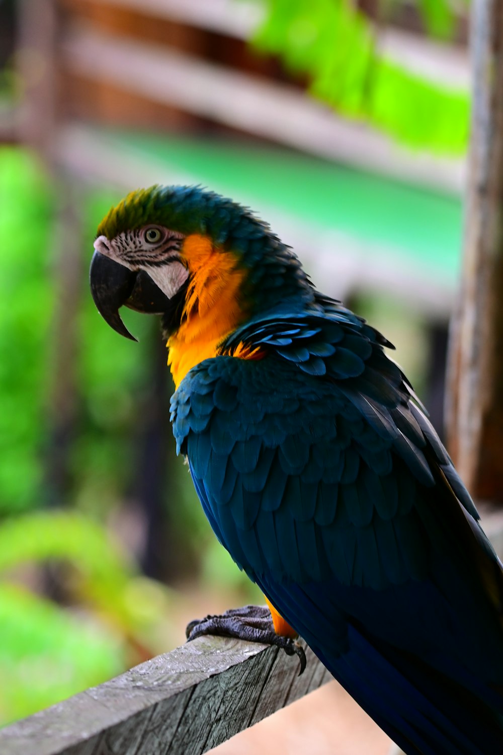 a colorful parrot sitting on top of a wooden fence