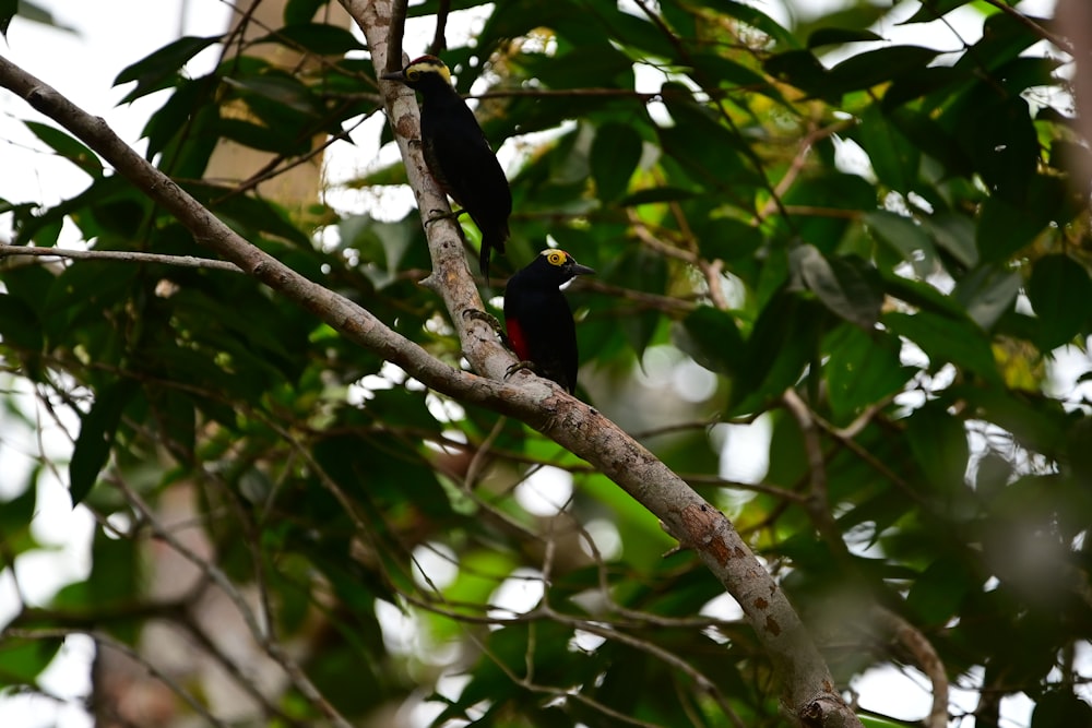 Un par de pájaros negros sentados en la cima de la rama de un árbol