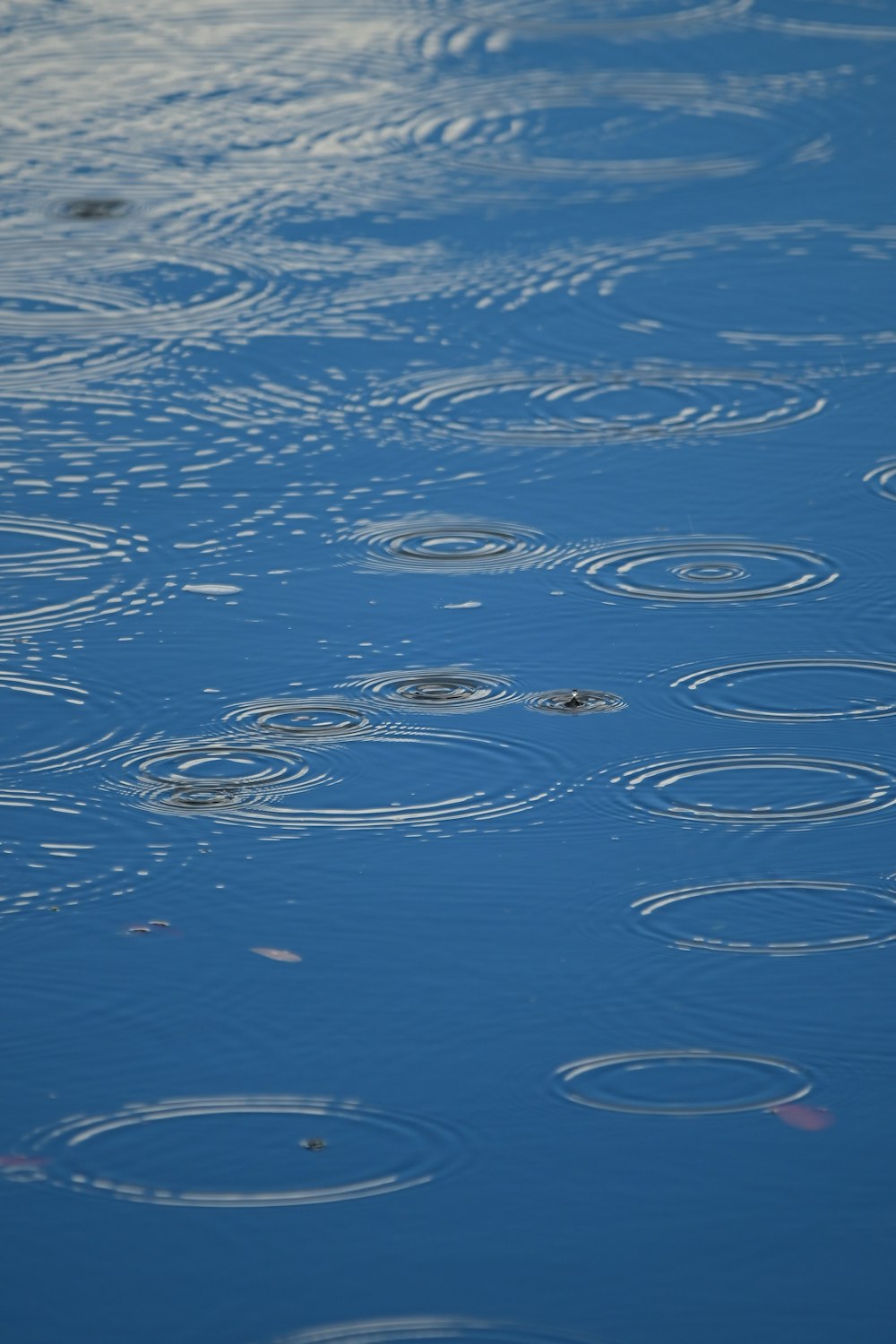 a group of circles floating on top of a body of water