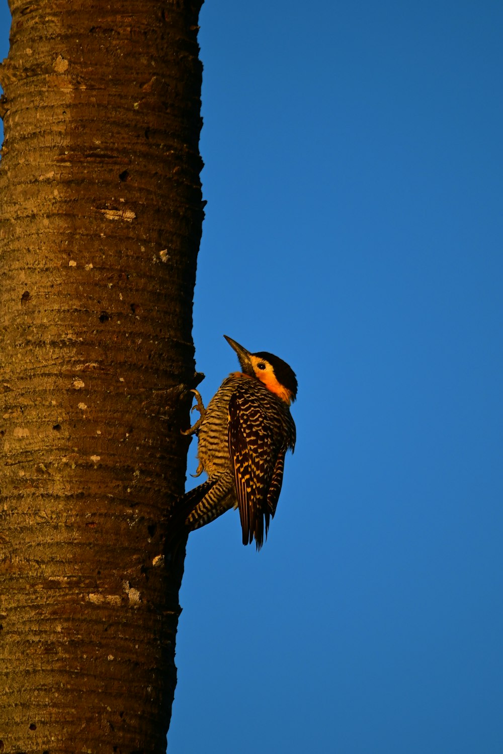 Un pájaro que está sentado en una palmera