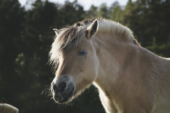 A close-up of a horse with a light brown coat and a mane that appears slightly windswept. The background consists of blurred green foliage, suggesting an outdoor setting typical of a forest or park. Sunlight is illuminating parts of the horse's face and mane, creating a serene and natural atmosphere.