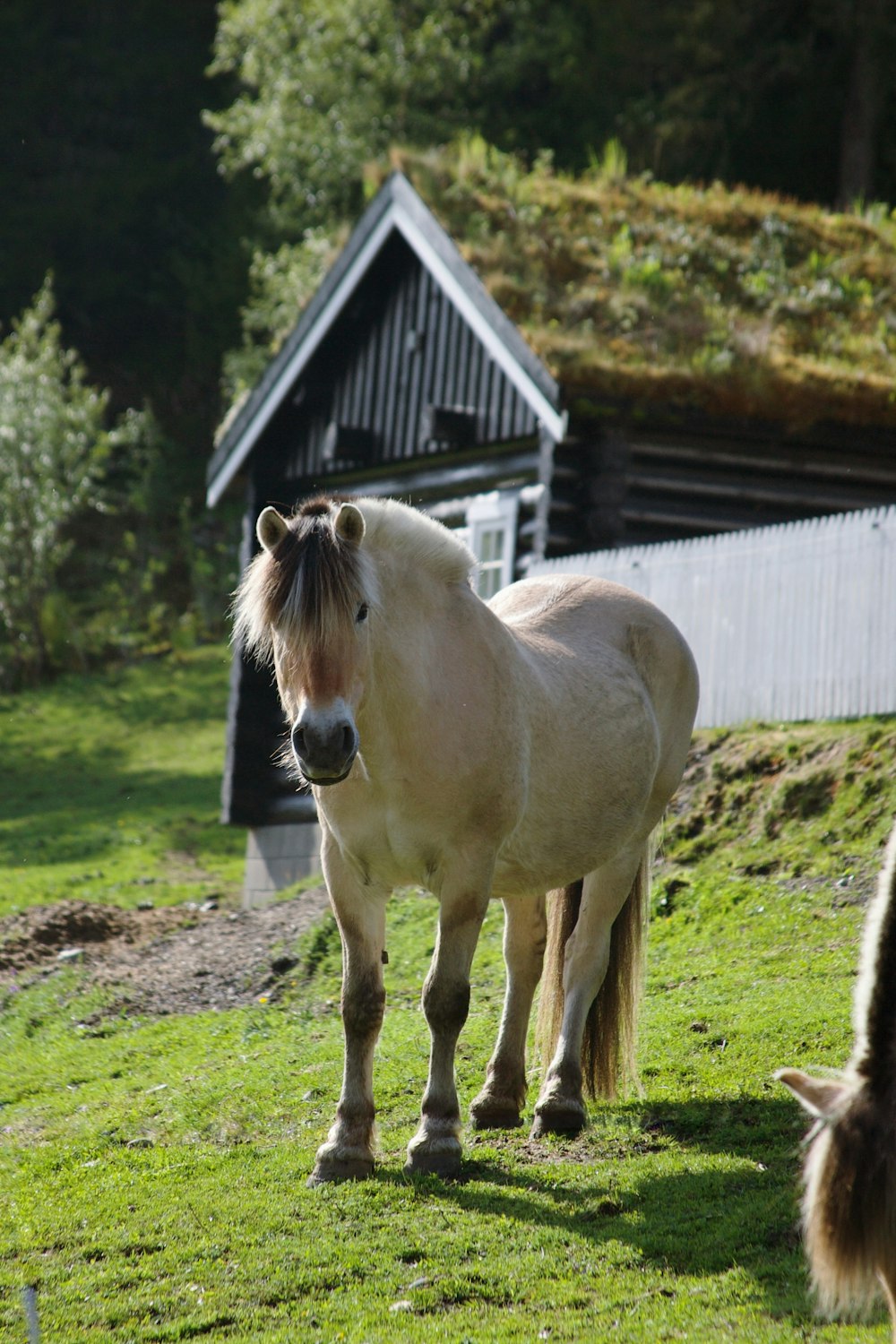 a white horse standing on top of a lush green field