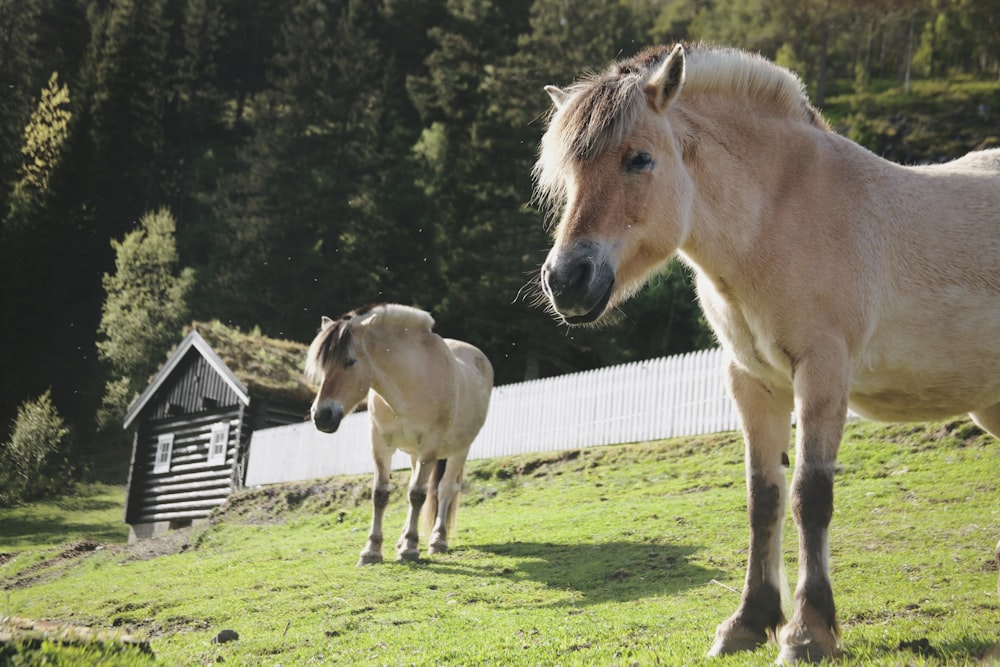 a couple of horses standing on top of a lush green field