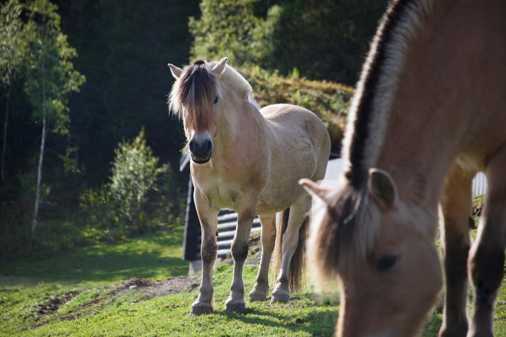 a couple of horses standing on top of a lush green field