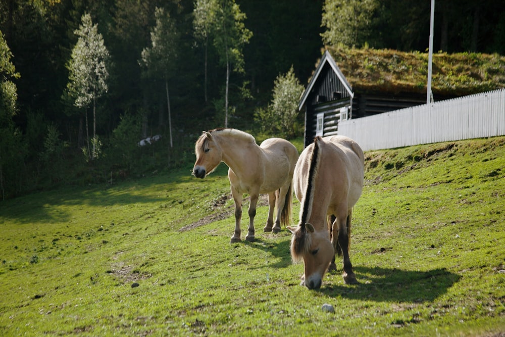 a couple of horses that are standing in the grass