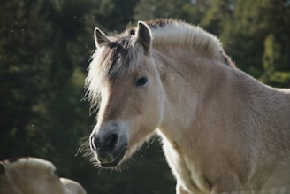 Fjord Horse for sale