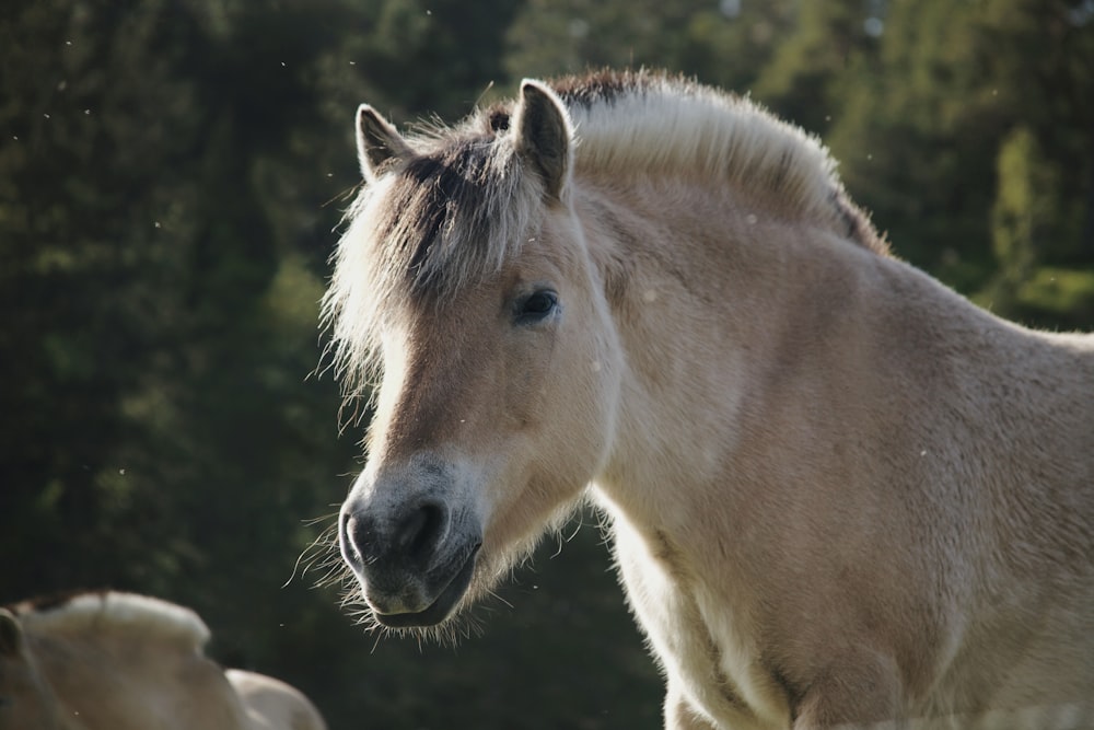 a close up of a horse with trees in the background