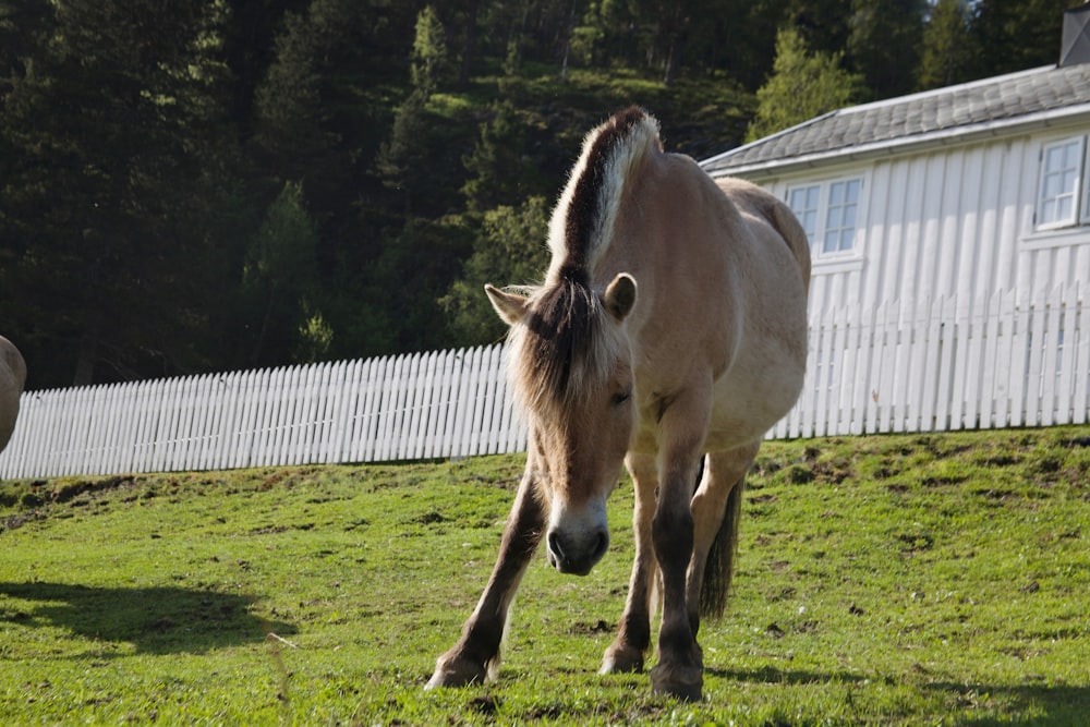 a brown horse walking across a lush green field