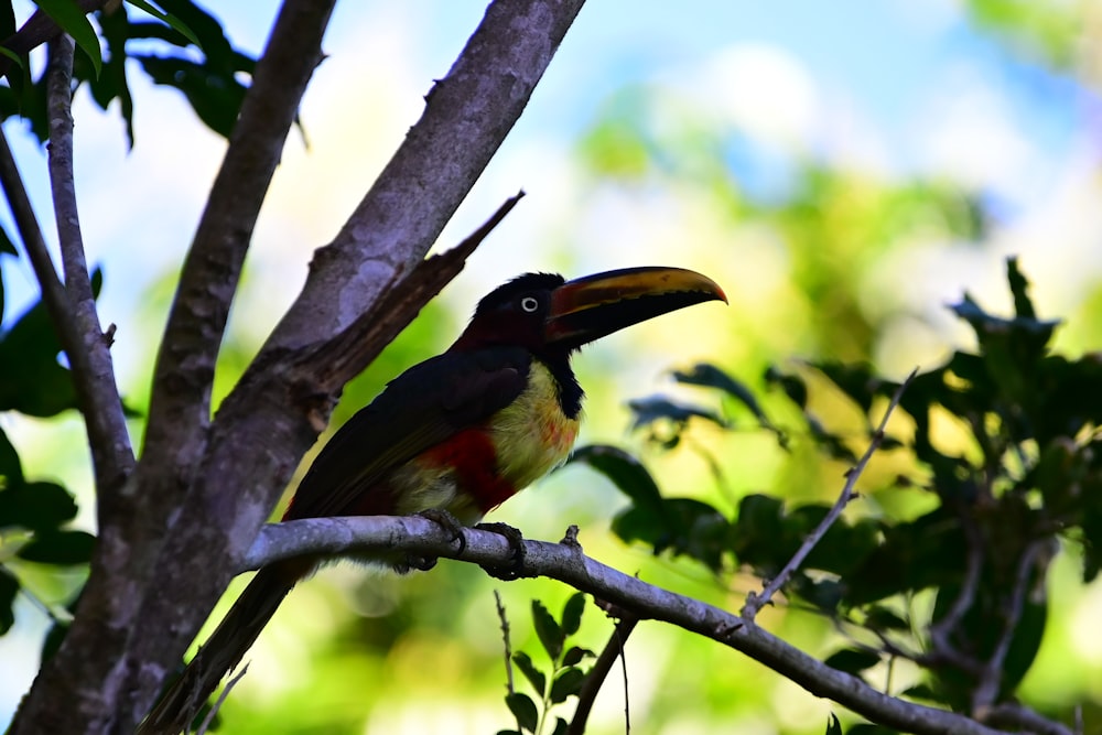 um pássaro colorido empoleirado em cima de um galho de árvore