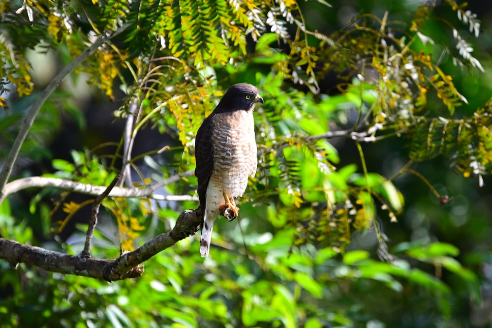 um pássaro está empoleirado em um galho de árvore