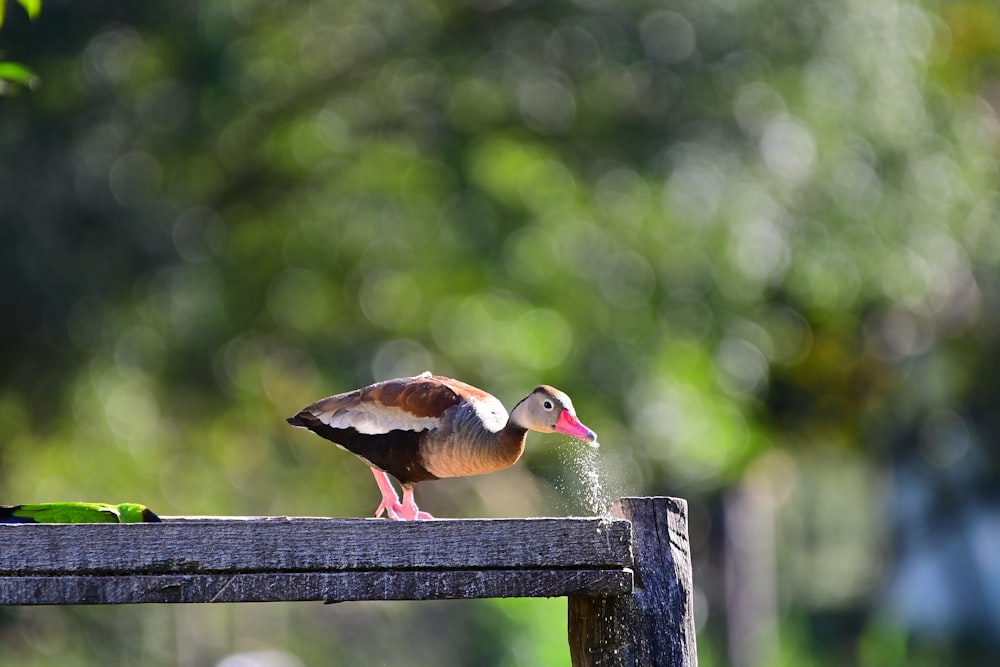 a couple of birds standing on top of a wooden bench