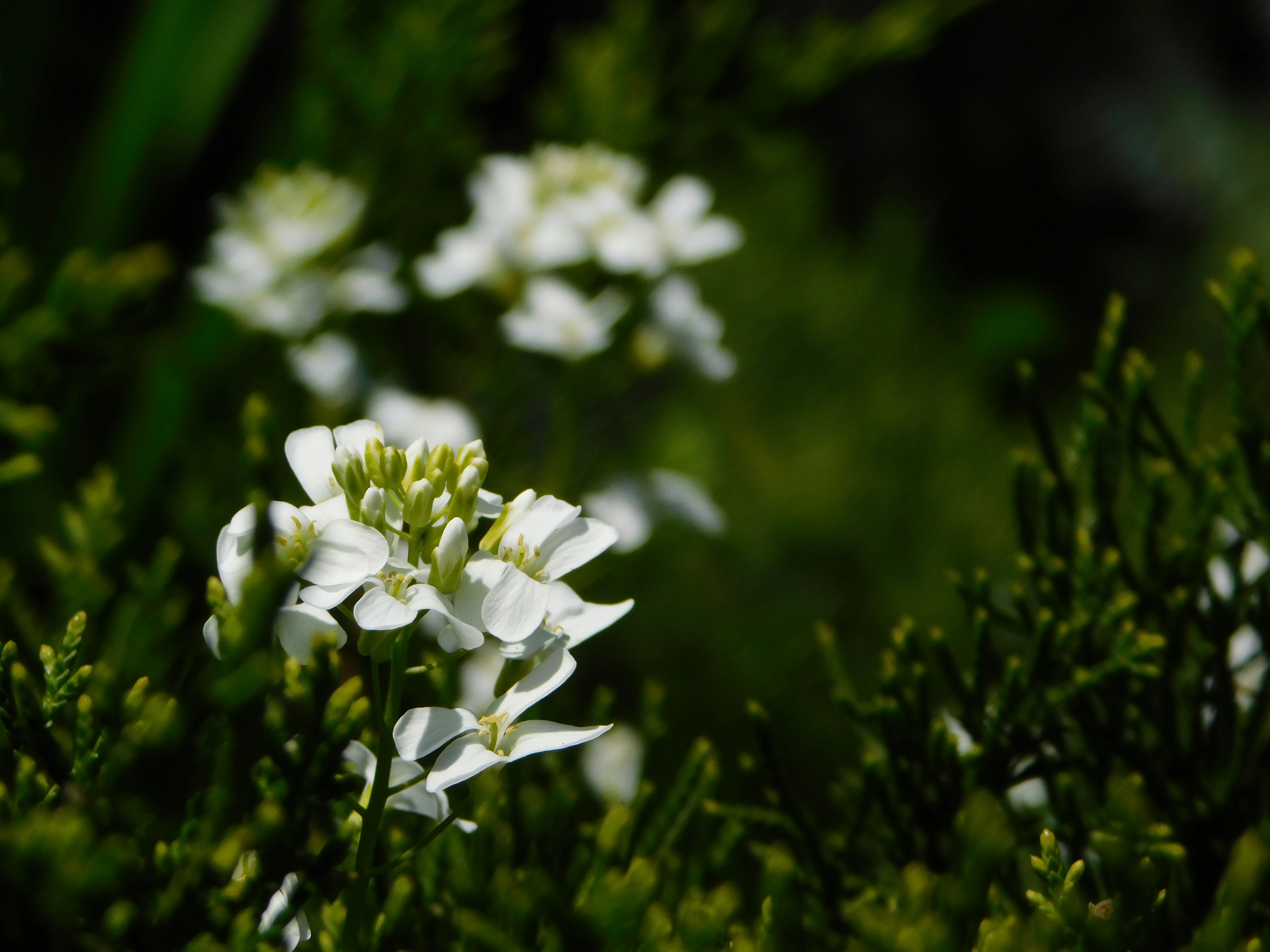 Photo by woshihuinya