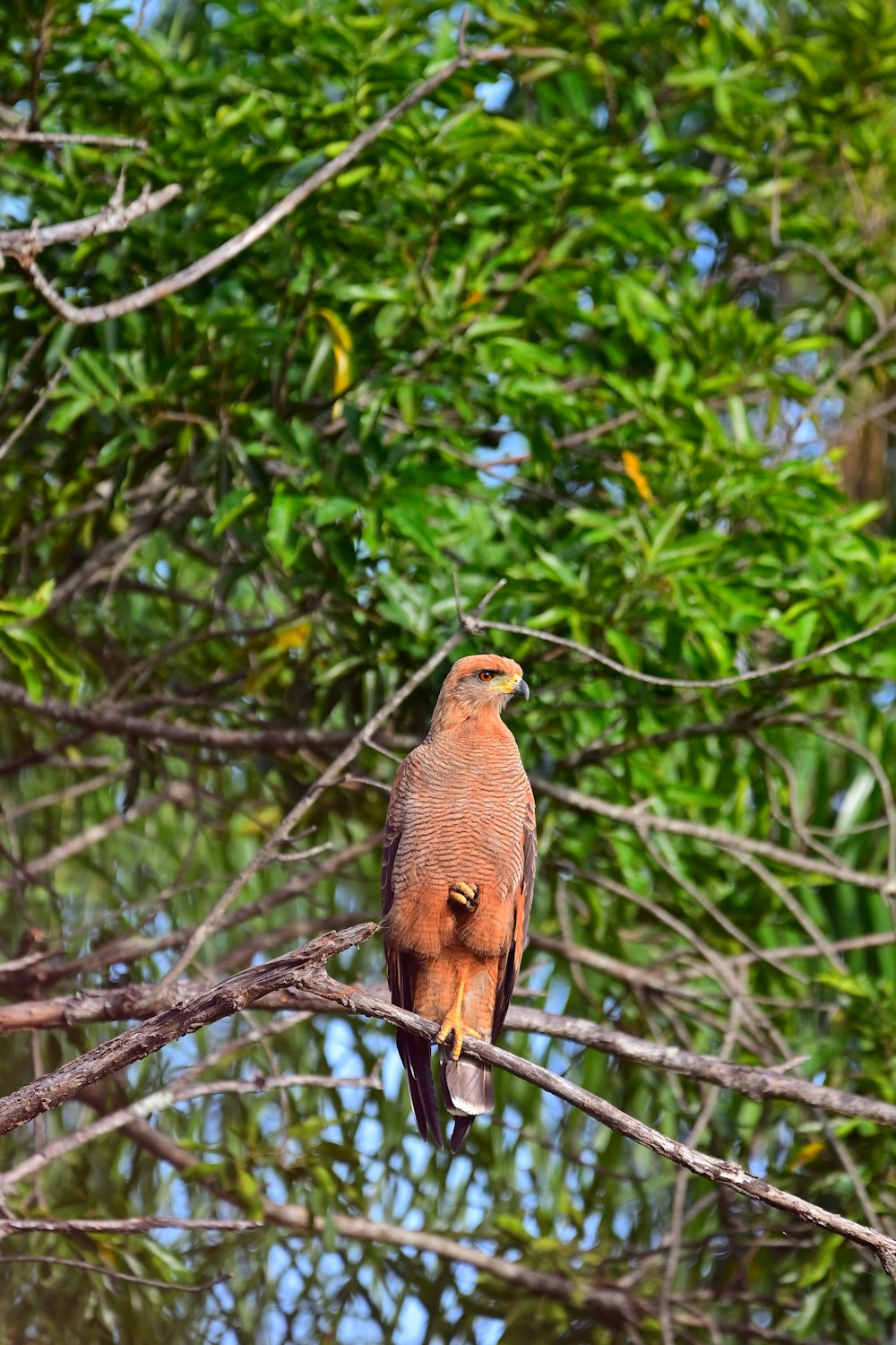 um pássaro empoleirado em um galho em uma árvore
