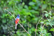 Close-up of a rare flame bowerbird perched delicately on a branch amid vibrant foliage.