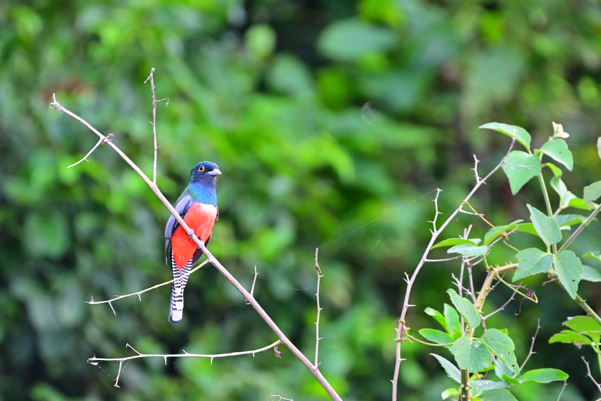 A vibrant Malabar trogon perched quietly among lush green foliage, showcasing its brilliant colors.