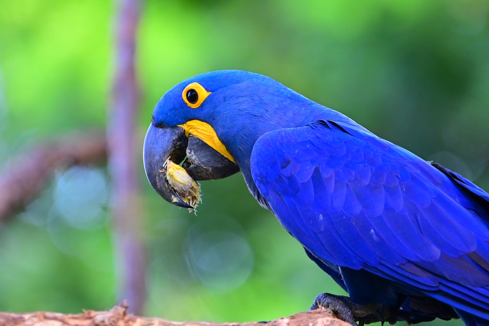 a blue parrot with a piece of food in its mouth