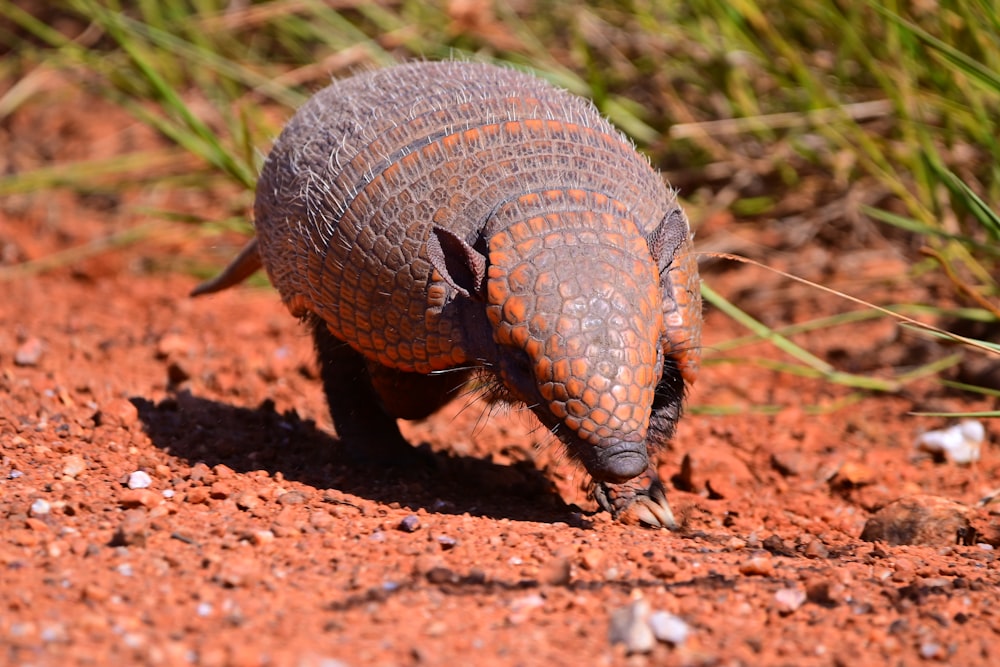 Un armadile marrón y negro caminando por un campo de tierra