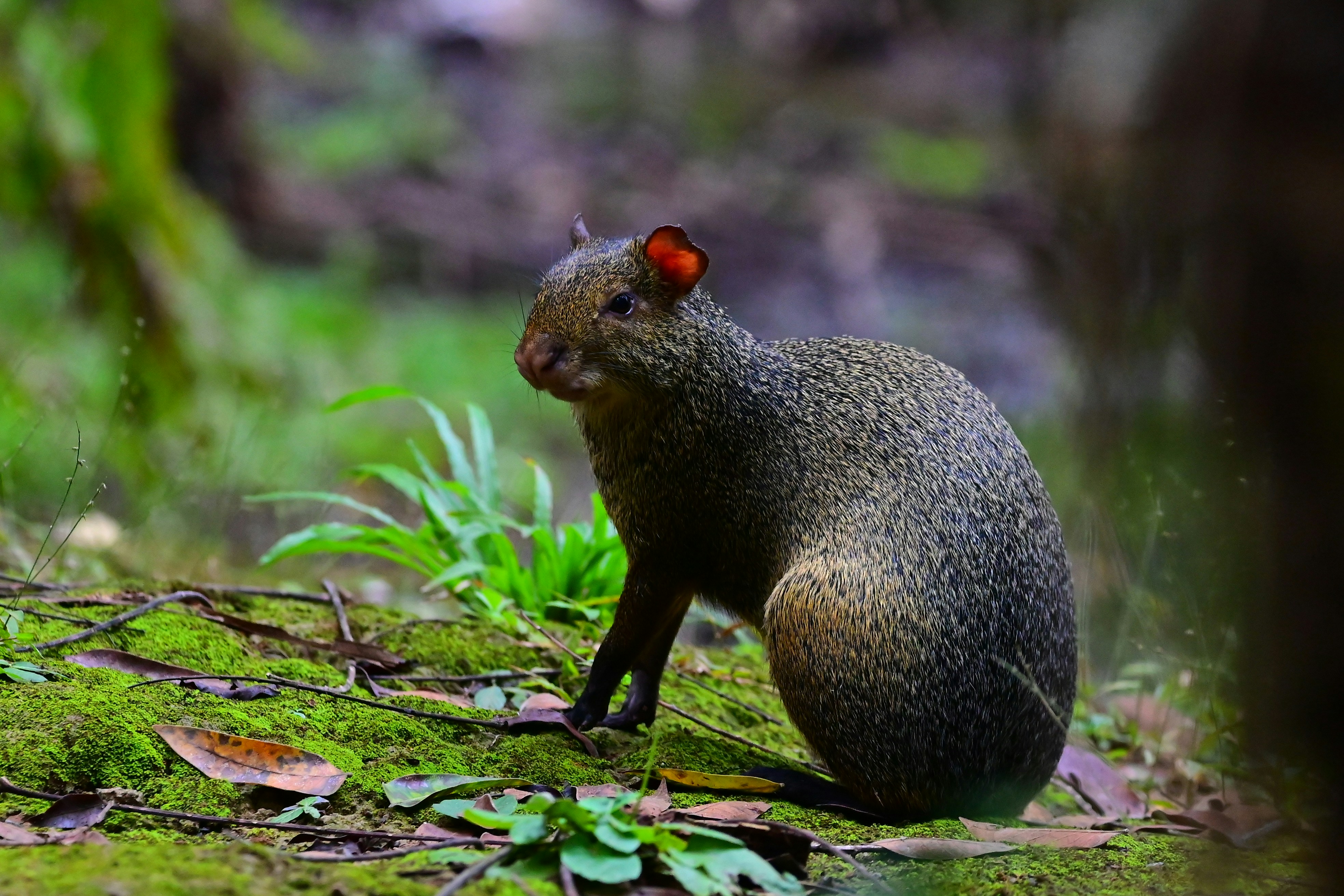 a small animal sitting on top of a lush green field