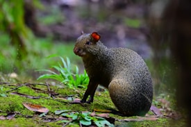 A rodent-like creature with a speckled brown and black coat rests on a moss-covered forest floor. Vibrant green leaves and scattered brown leaves surround the animal, creating a natural and peaceful setting.