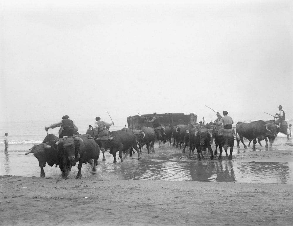 a herd of cattle walking along a beach next to the ocean