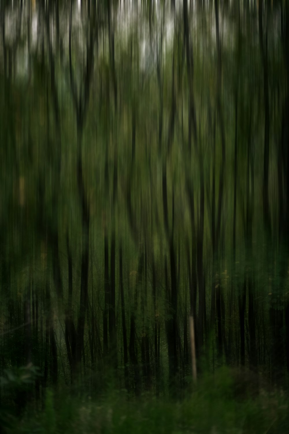 a blurry photo of trees in a forest