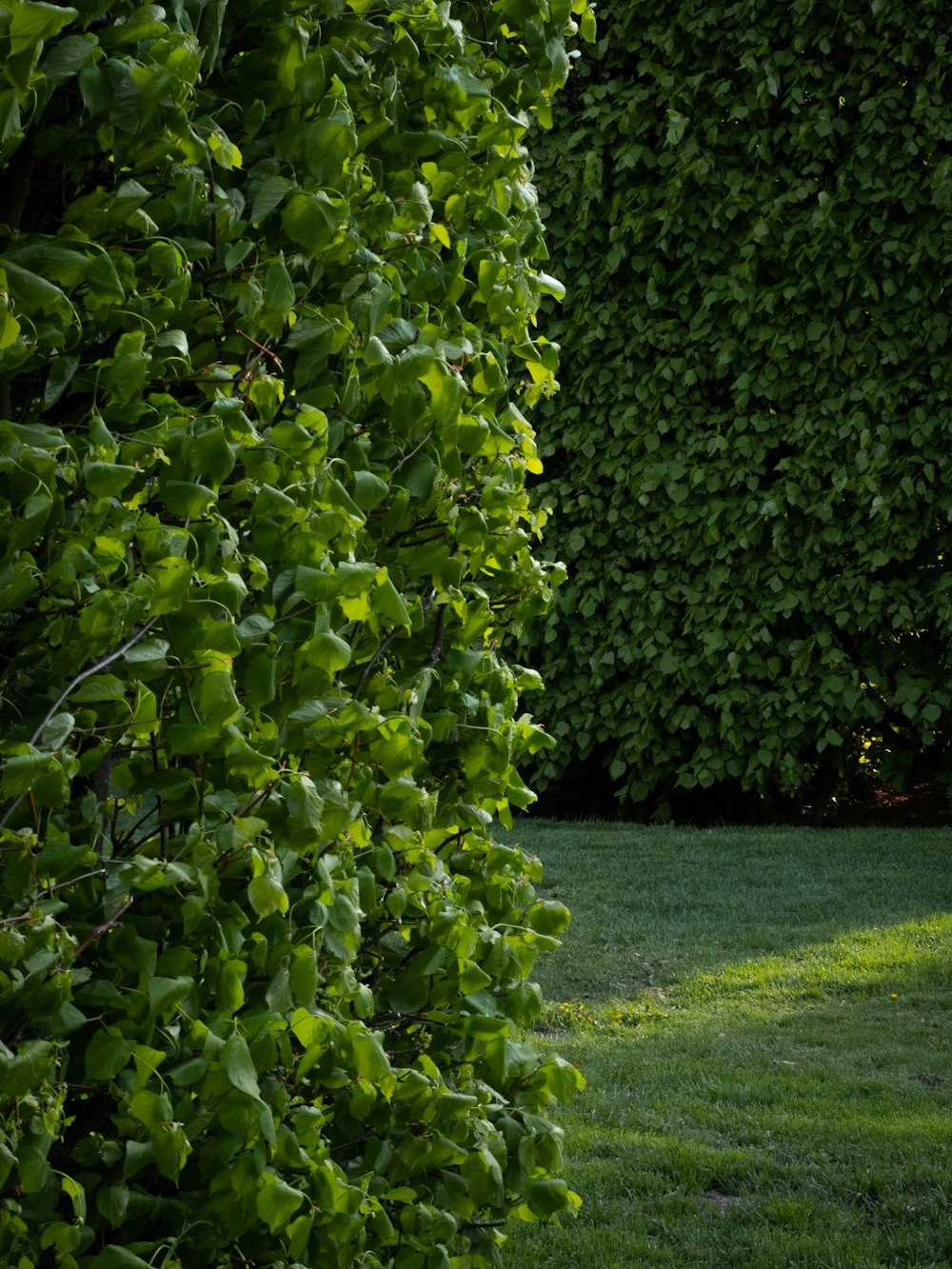 a person sitting on a bench in the middle of a garden