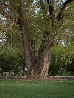 A large, sturdy tree with a thick trunk and sprawling branches is surrounded by lush greenery. The base is set against a low stone wall, and there is a grassy lawn in the foreground. Dappled sunlight filters through the dense canopy of leaves.