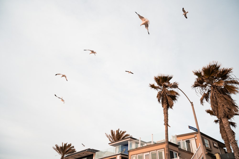 a flock of seagulls flying over a row of palm trees