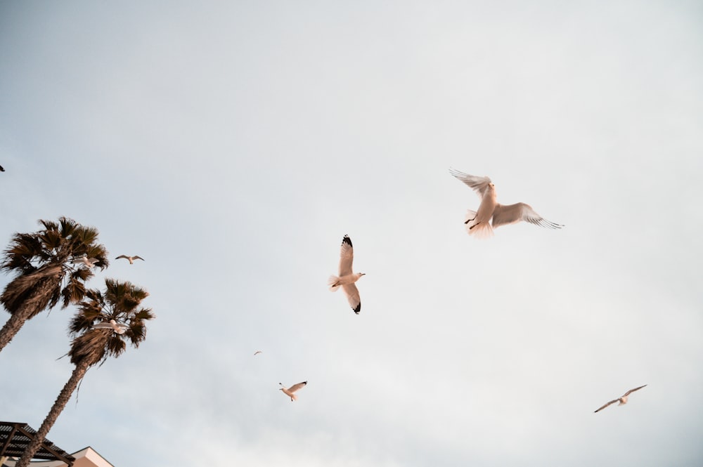 a flock of birds flying through a cloudy sky