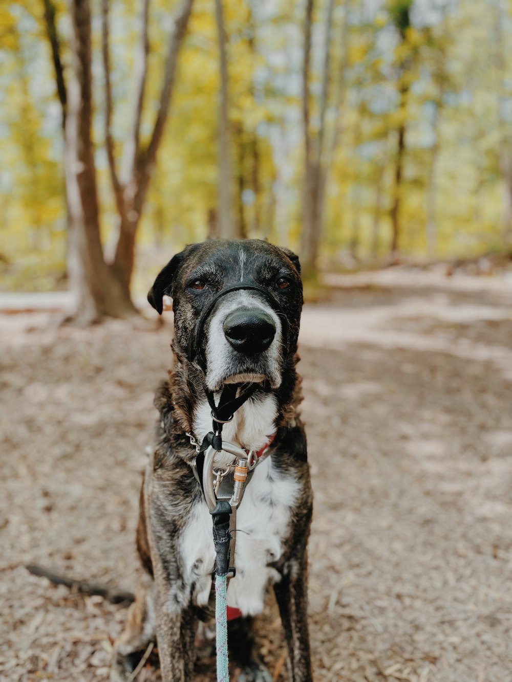 a dog with a leash sitting in the woods