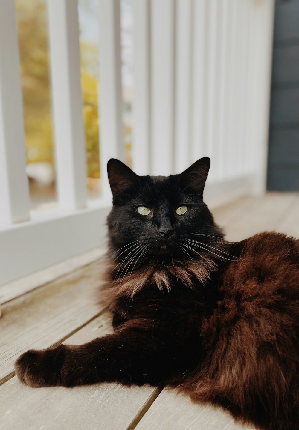 a black and brown cat laying on a porch