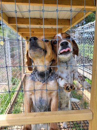 Two dogs stand on their hind legs inside a cage with a wire mesh front. One dog has a brown coat with a blue collar, and the other has a patchy brown and white coat and is sticking out its tongue playfully. The cage is constructed with wooden beams and is outdoors, indicated by the green grass and trees partially visible in the background.