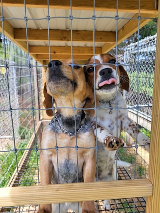 Two dogs stand on their hind legs inside a cage with a wire mesh front. One dog has a brown coat with a blue collar, and the other has a patchy brown and white coat and is sticking out its tongue playfully. The cage is constructed with wooden beams and is outdoors, indicated by the green grass and trees partially visible in the background.
