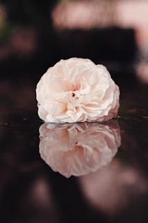 A delicate pink rose resting on a sleek black and white marble surface, soft natural light highlighting its petals.