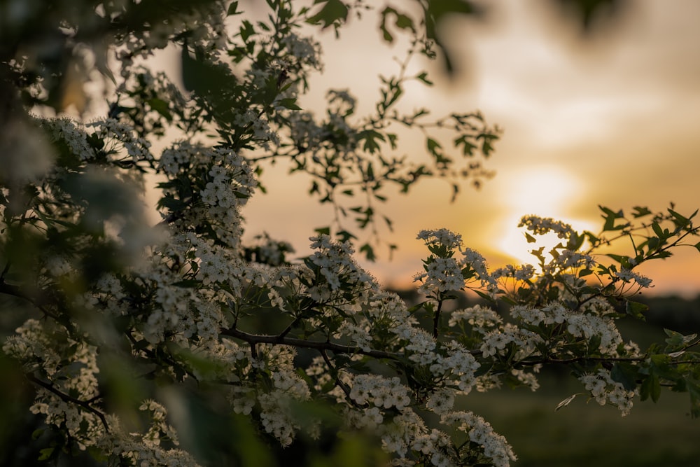 the sun is setting behind a flowering tree