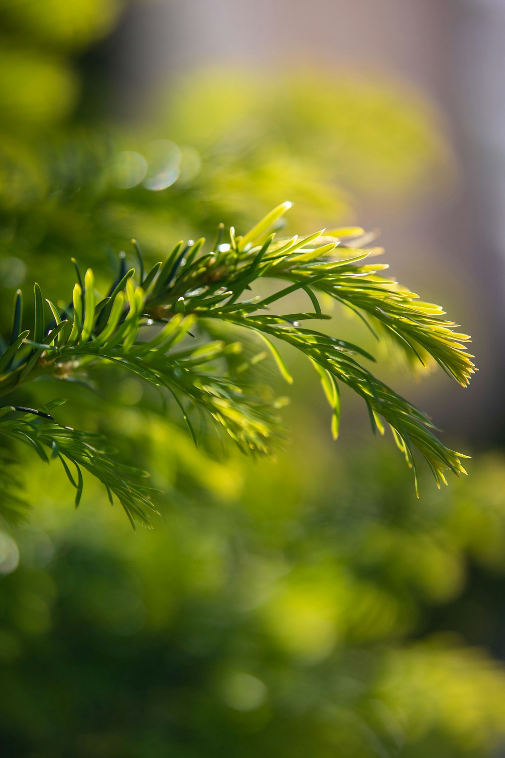 a close up of a pine tree branch