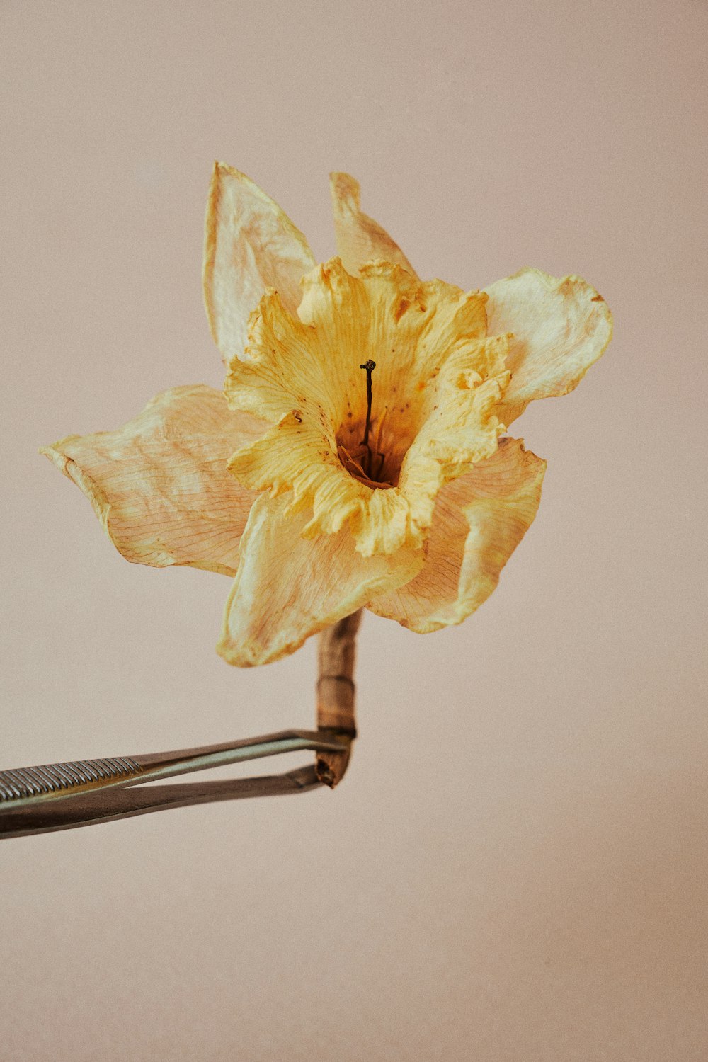 a close up of a yellow flower with scissors in it