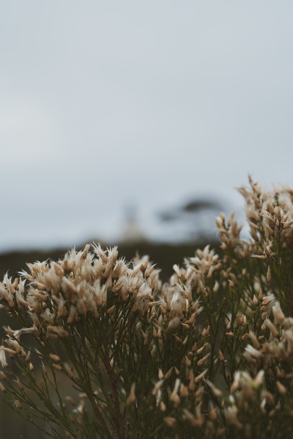 a close up of a plant with a sky in the background