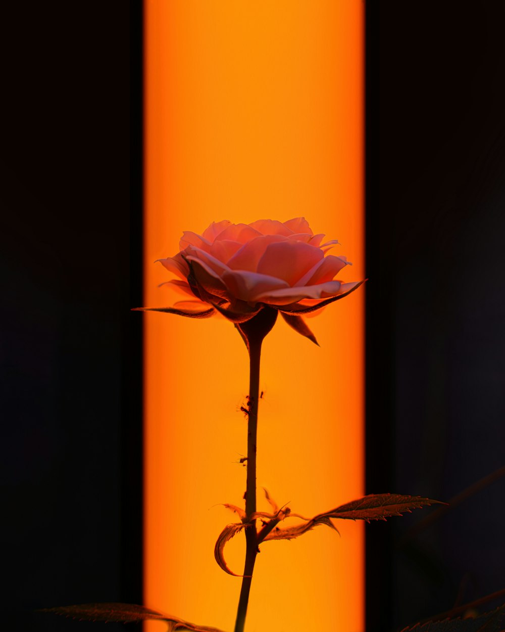 a single pink rose sitting in front of a tall orange column