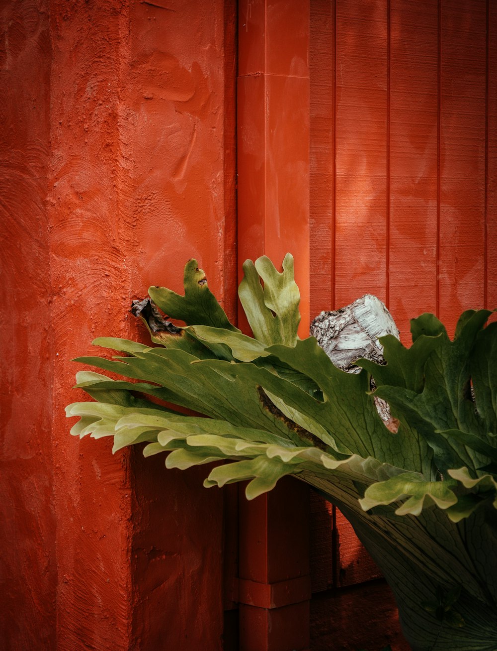 a green plant in a vase next to a red wall