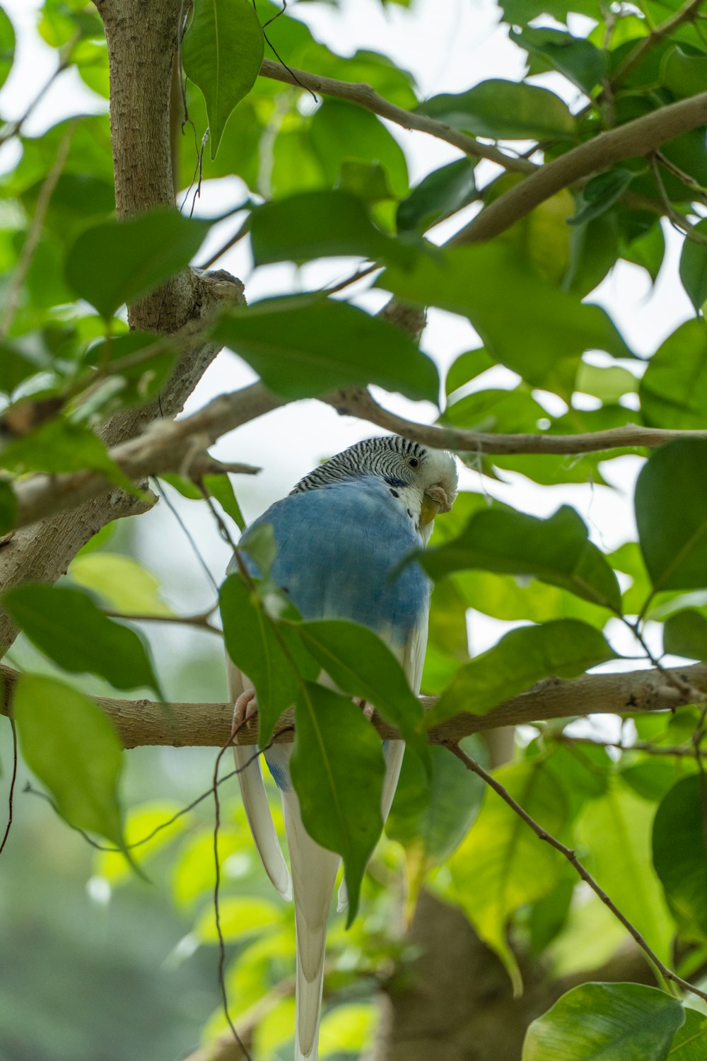 a blue and white bird perched on a tree branch